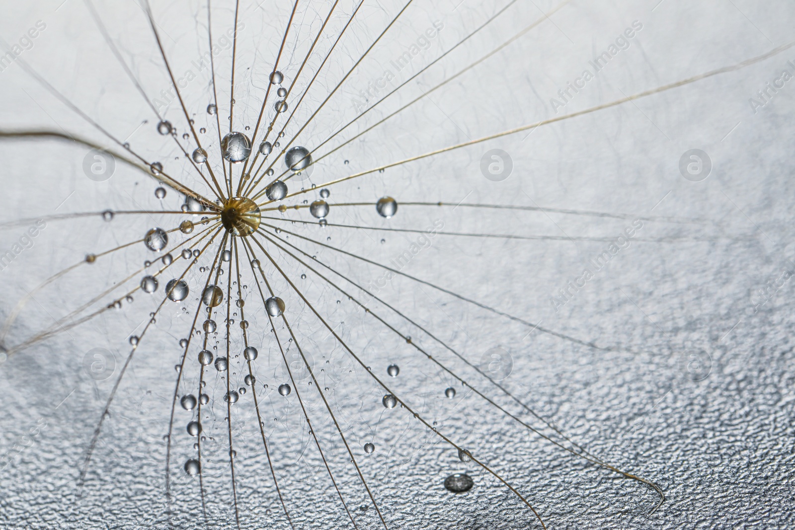 Photo of Seed of dandelion flower with water drops on grey background, closeup