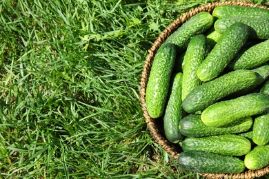 Photo of Wicker basket with ripe fresh cucumbers on green grass, top view