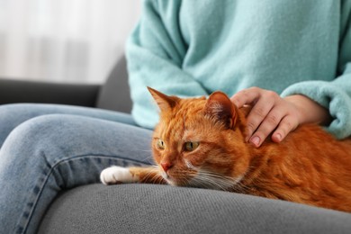 Woman petting cute cat on sofa at home, closeup