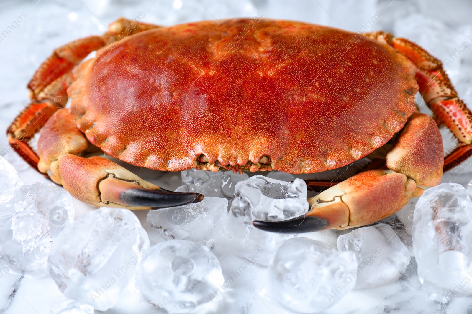 Photo of Delicious boiled crab and ice on white marble table, closeup