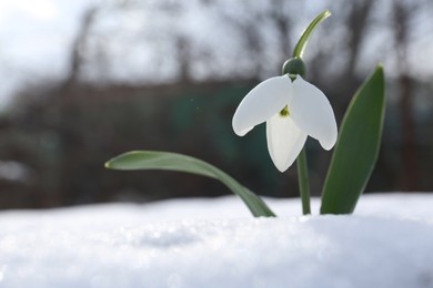 Beautiful blooming snowdrop growing in snow outdoors, space for text. Spring flowers