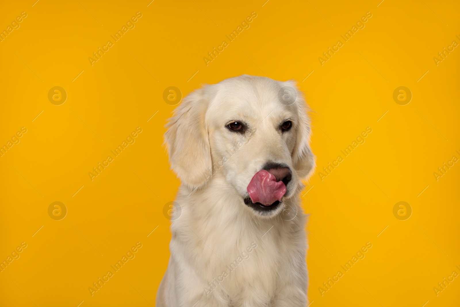 Photo of Cute Labrador Retriever showing tongue on orange background