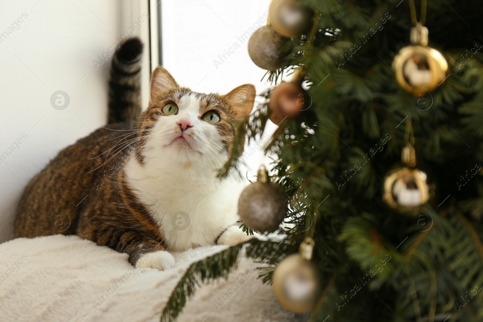 Photo of Cute cat and Christmas tree at home. Funny pet