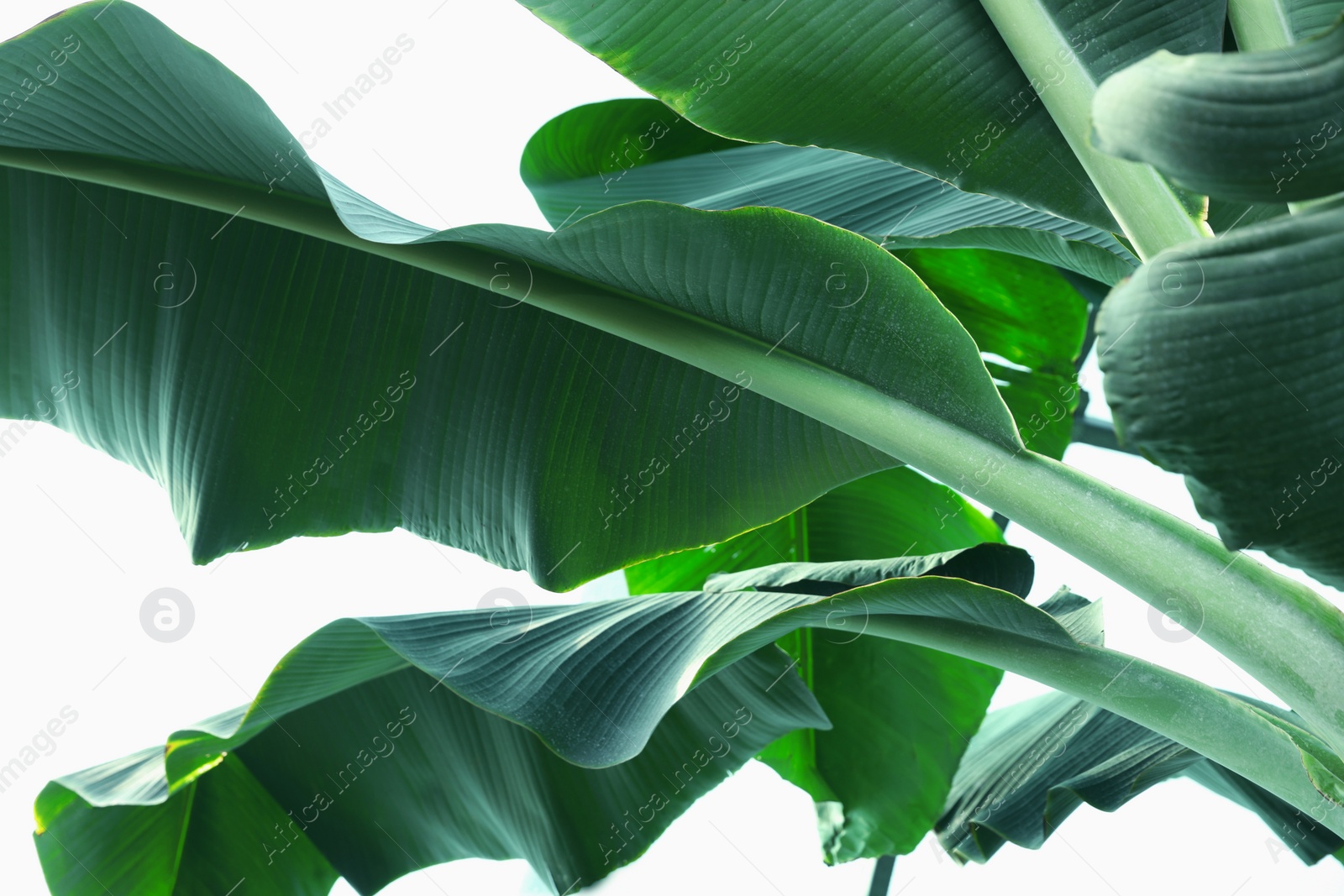 Photo of Banana tree with green leaves growing outdoors, low angle view