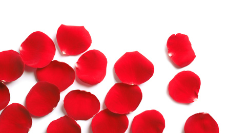 Fresh red rose petals on white background, top view