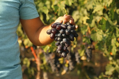 Photo of Man holding bunch of fresh ripe juicy grapes in vineyard, closeup