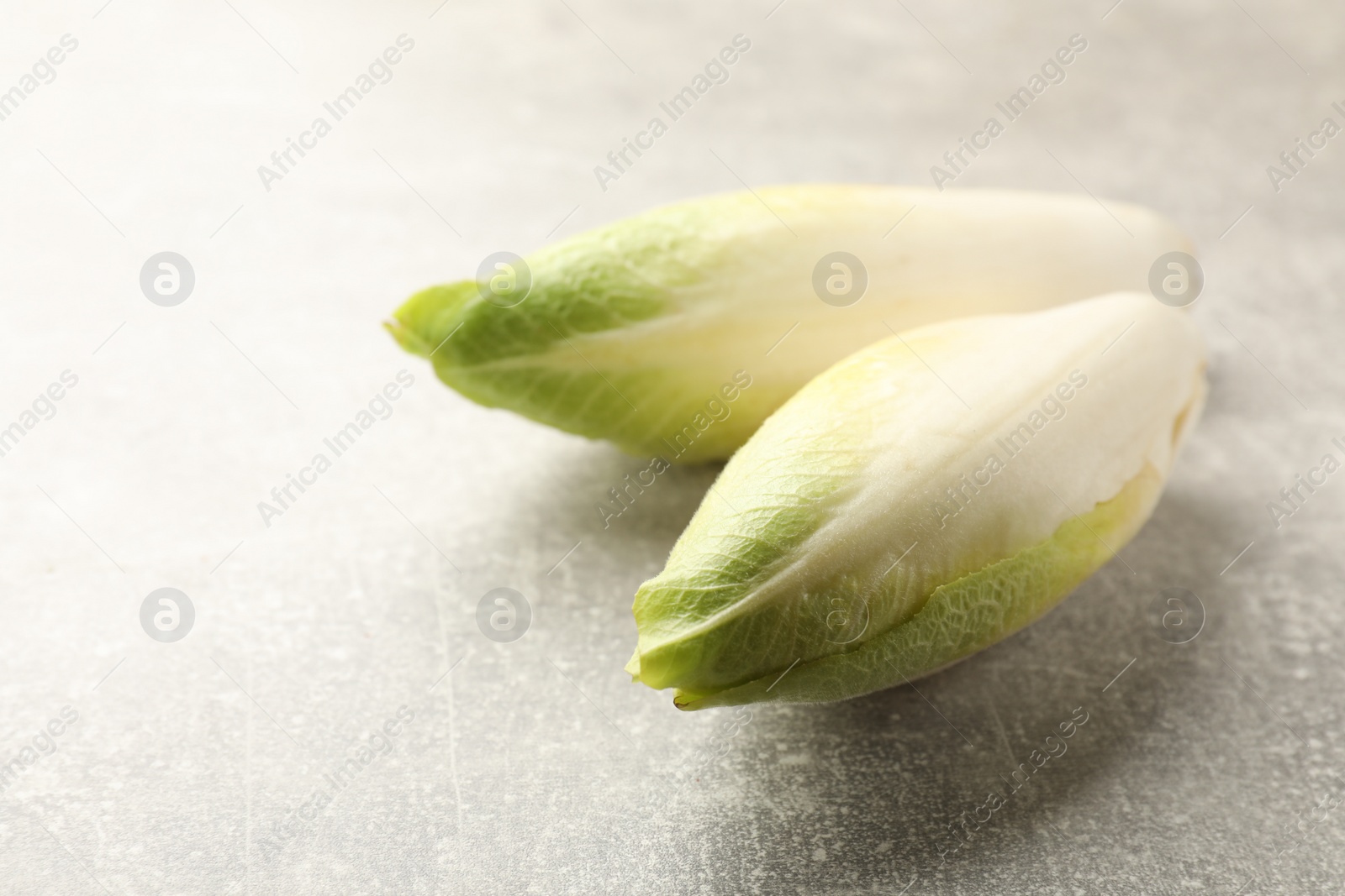Photo of Fresh raw Belgian endives (chicory) on light grey table, closeup. Space for text