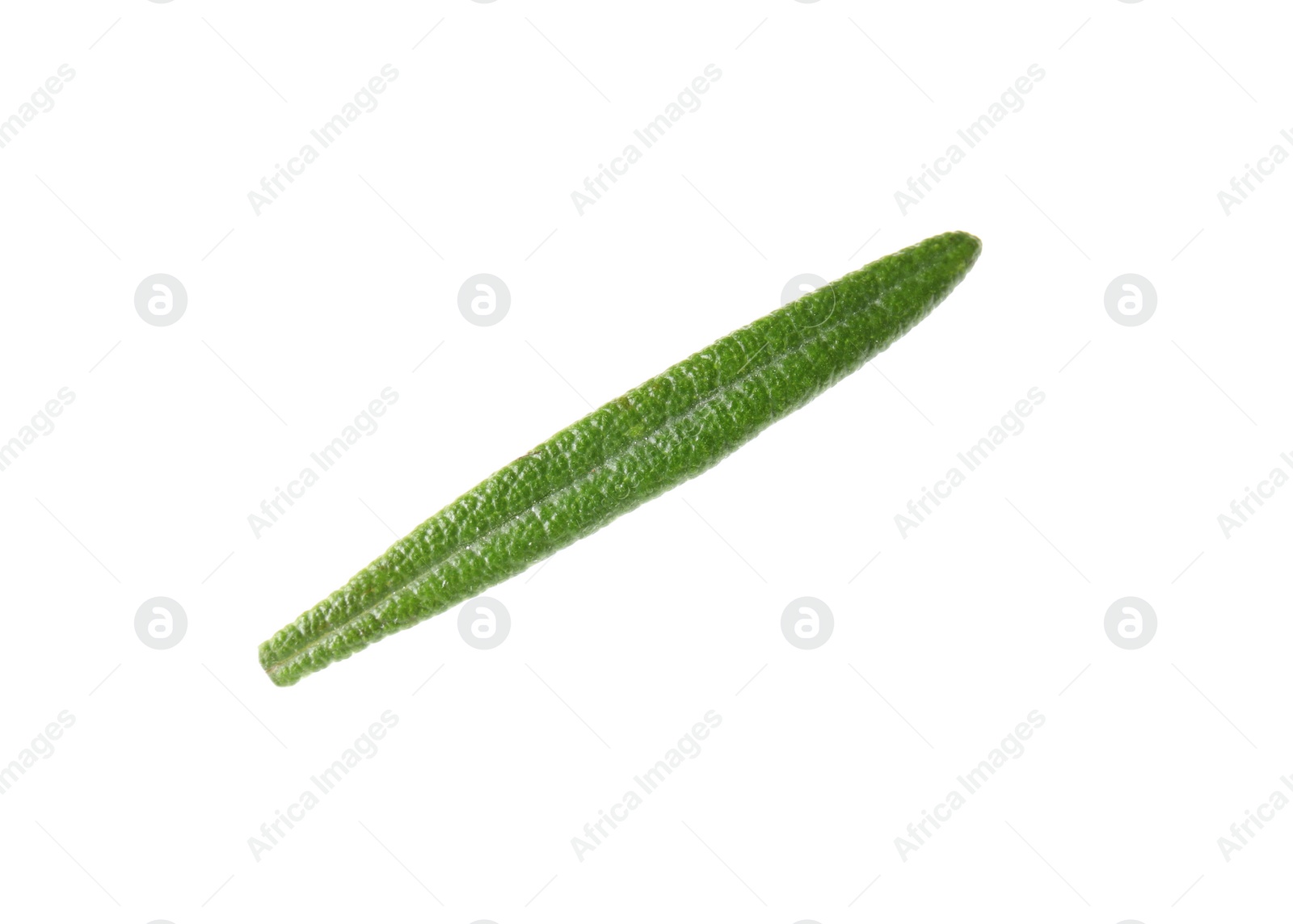 Photo of Fresh green rosemary leaf on white background