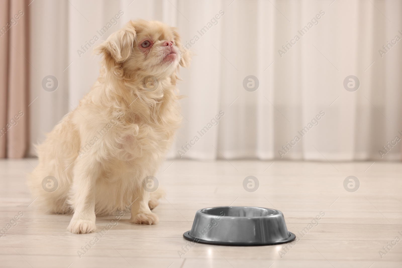 Photo of Cute Pekingese dog near pet bowl in room