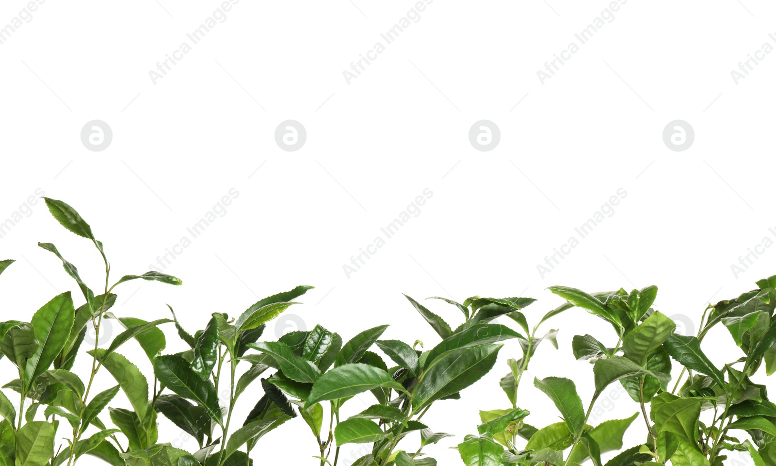 Photo of Green leaves of tea plant on white background