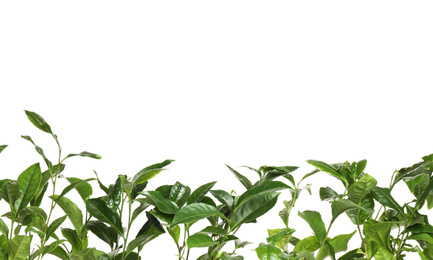 Photo of Green leaves of tea plant on white background