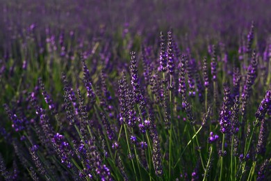 Photo of Beautiful blooming lavender plants growing in field, closeup