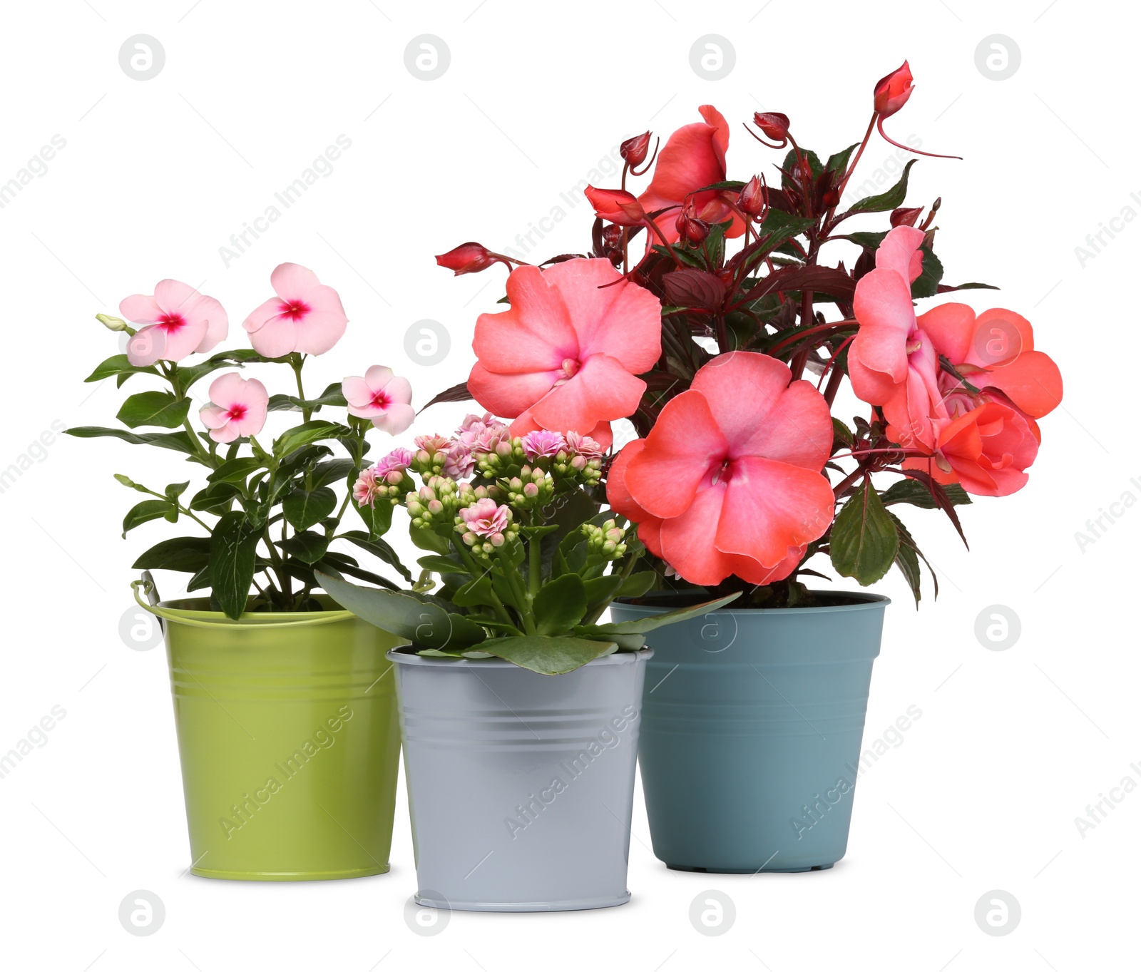 Photo of Beautiful flowers in different pots isolated on white