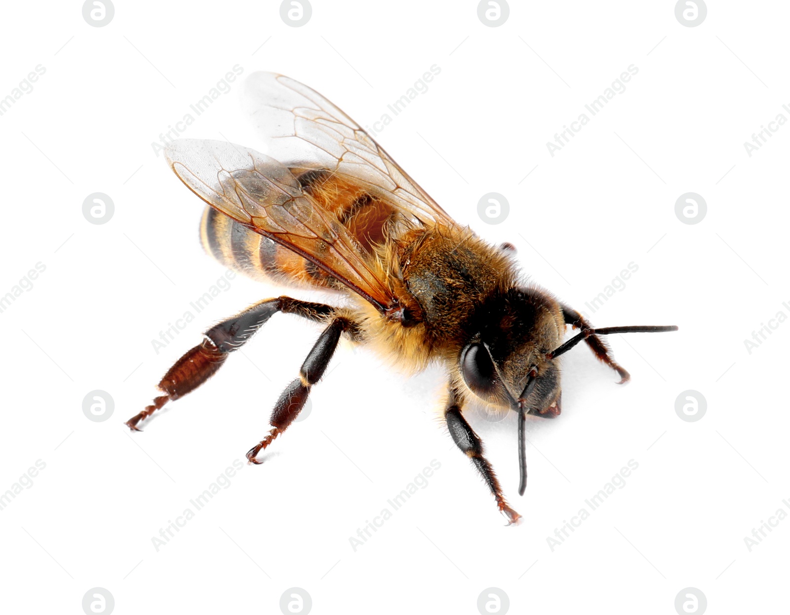 Photo of Beautiful honeybee on white background. Domesticated insect