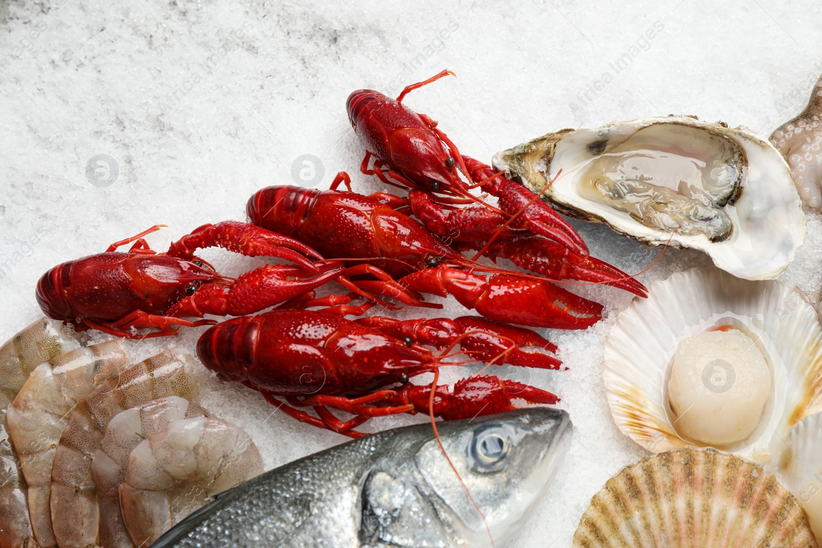 Photo of Fresh fish and seafood on ice, flat lay