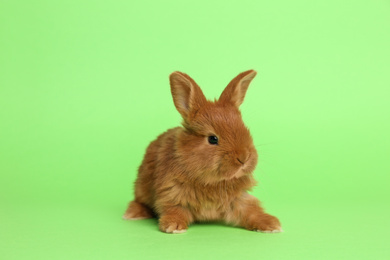 Adorable fluffy bunny on green background. Easter symbol