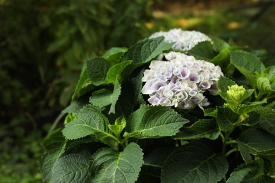 Photo of Blooming hortensia plant with beautiful flowers outdoors