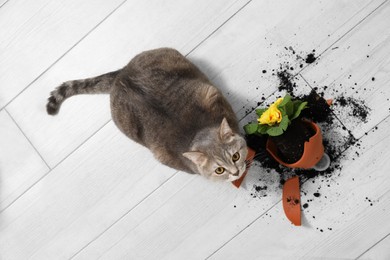 Photo of Cute cat and broken flower pot with primrose plant on floor, top view