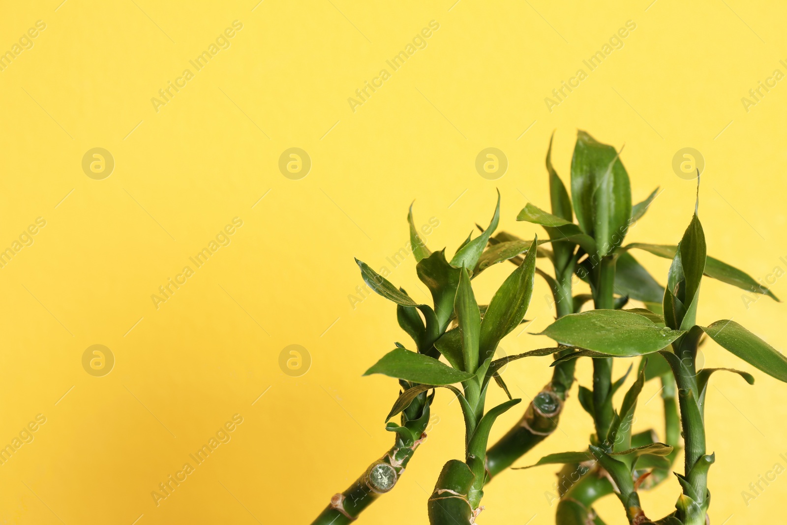 Photo of Green bamboo with space for text against color background