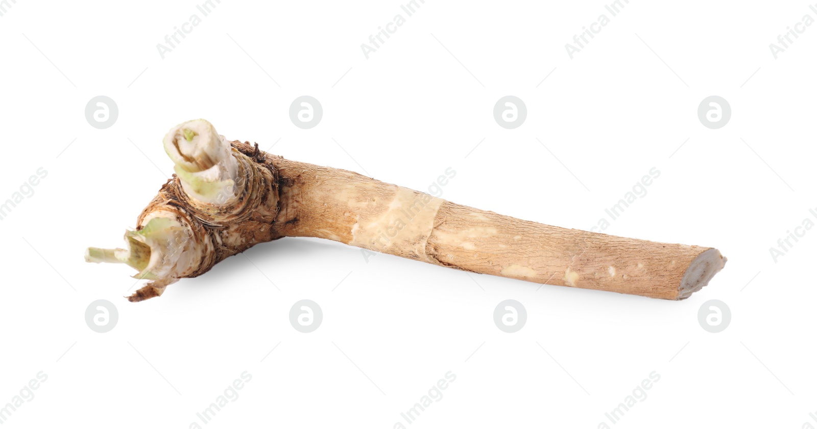 Photo of One fresh horseradish root isolated on white