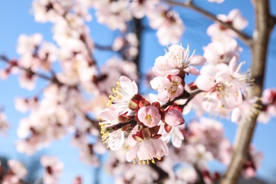 Photo of Closeup view of blossoming apricot tree on sunny day outdoors. Springtime