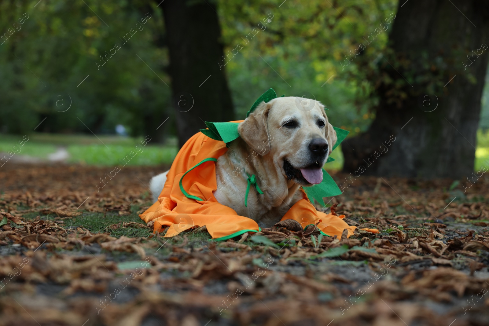 Photo of Cute Labrador Retriever dog wearing Halloween costume lying in autumn park