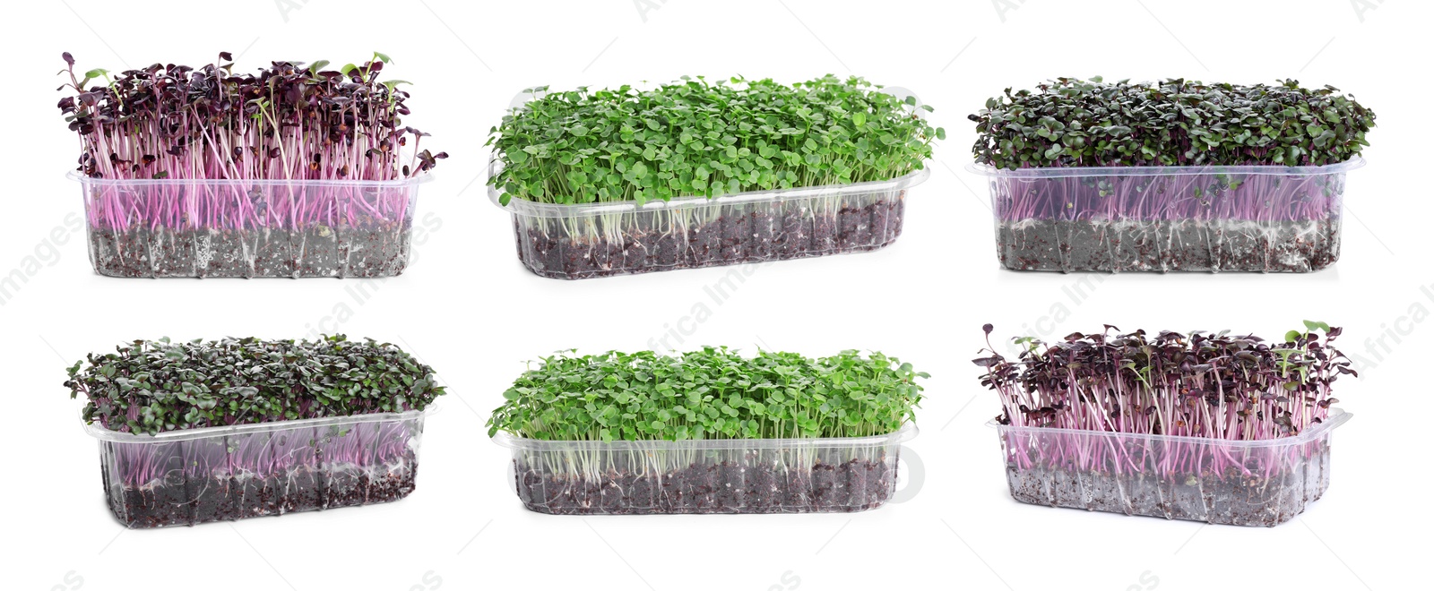 Image of Set of different fresh microgreens on white background. Banner design 