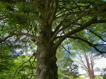 Beautiful tall tree with green leaves in park, low angle view