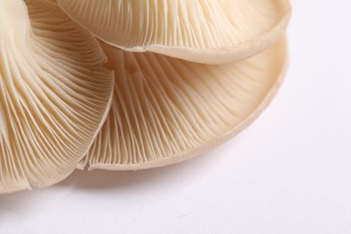 Photo of Fresh oyster mushrooms on white background, macro view. Space for text