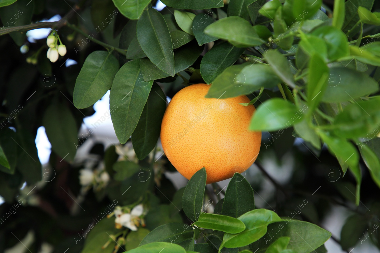 Photo of Ripe grapefruit and flowers growing on tree outdoors