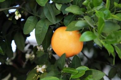 Photo of Ripe grapefruit and flowers growing on tree outdoors