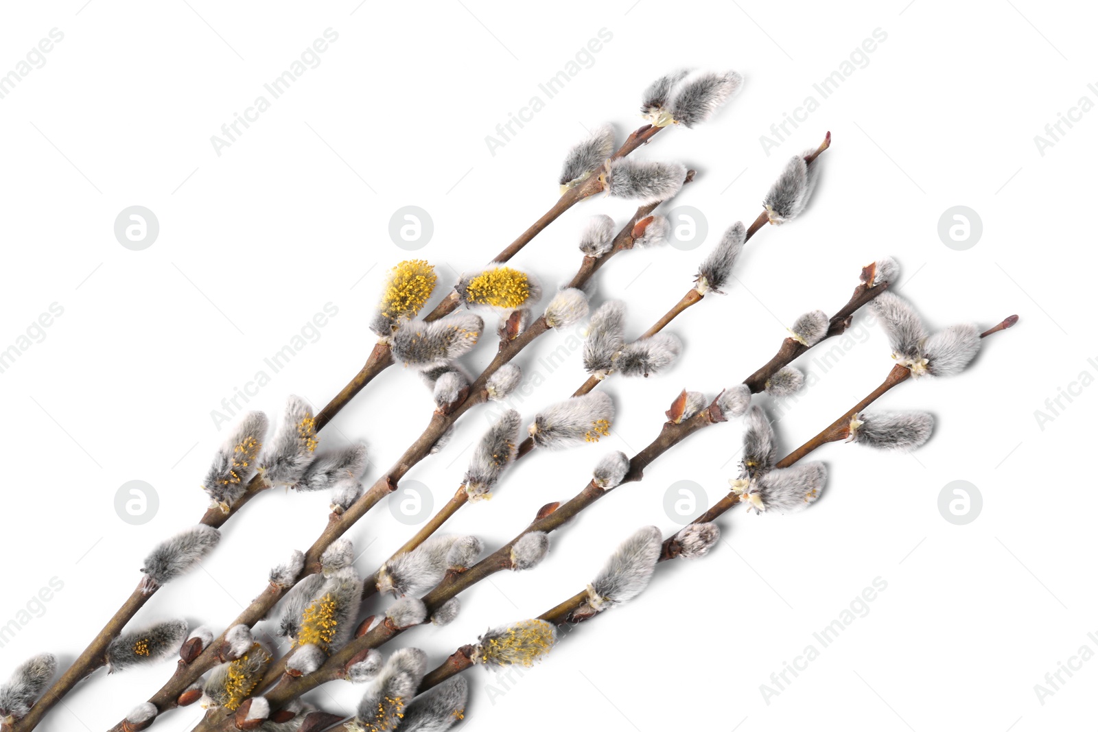 Photo of Beautiful blooming willow branches isolated on white, top view