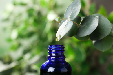 Essential oil dripping from eucalyptus into bottle on blurred background, closeup