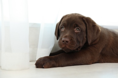 Photo of Chocolate Labrador Retriever puppy on floor near window indoors. Space for text