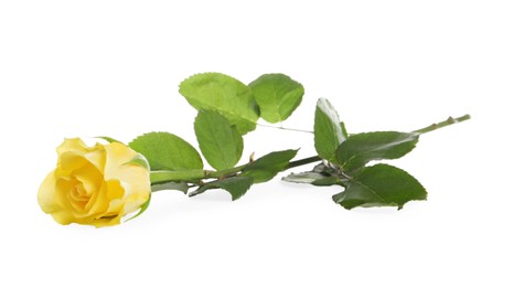 Photo of Beautiful fresh yellow rose isolated on white