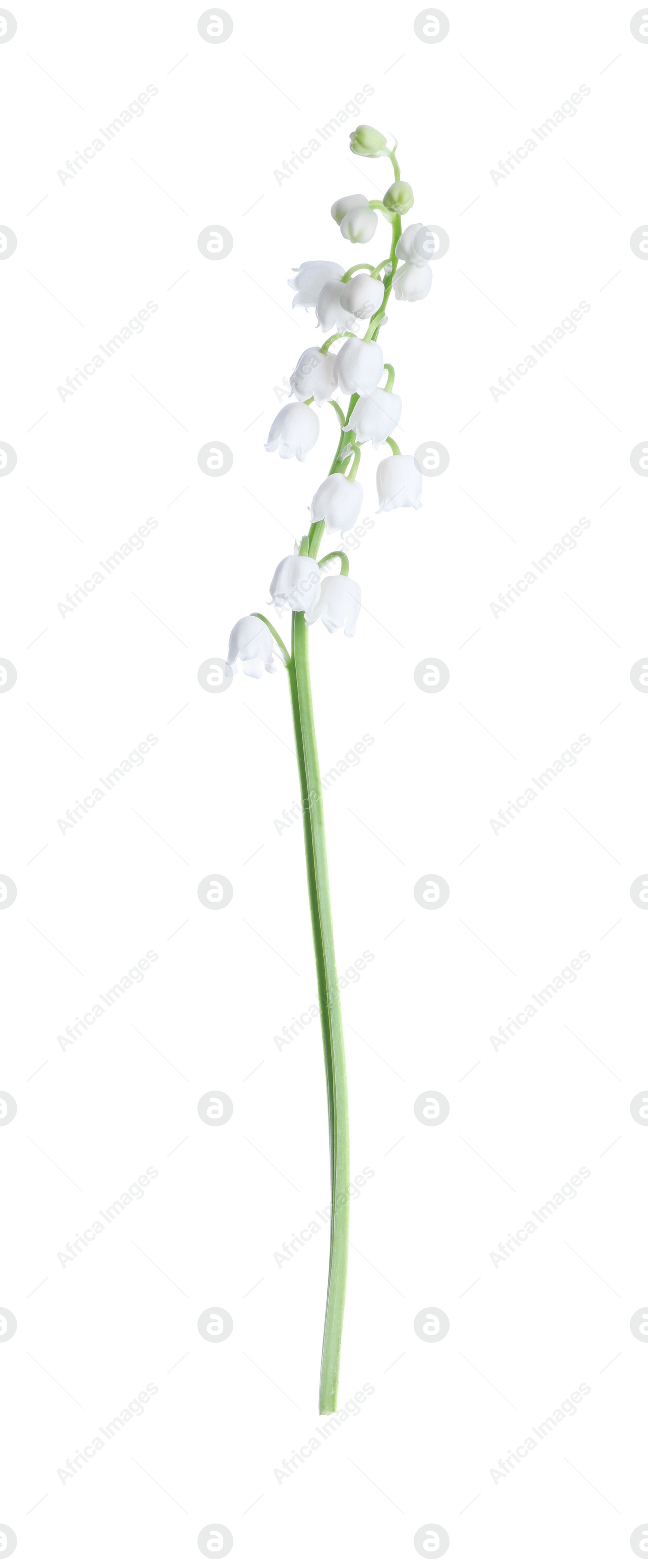 Photo of Beautiful lily of the valley isolated on white
