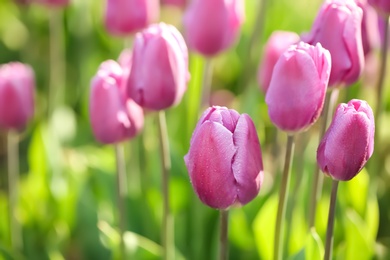 Blossoming tulips in field on sunny spring day