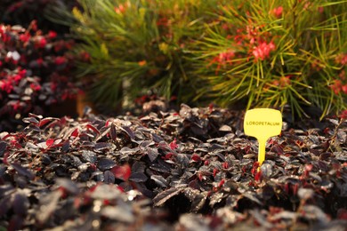 Photo of Many beautiful loropetalum plants with water drops, space for text