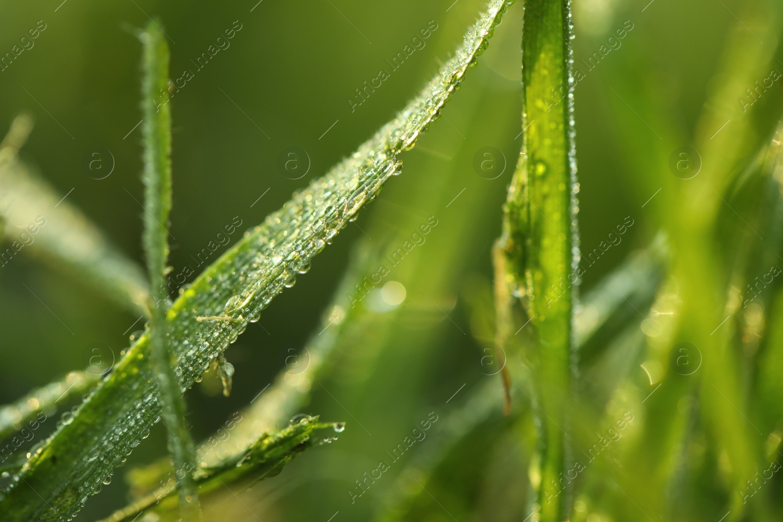 Photo of Green grass with morning dew outdoors, closeup