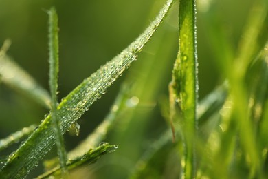 Photo of Green grass with morning dew outdoors, closeup