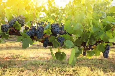 Photo of Delicious ripe grapes in vineyard. Harvest season