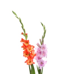 Photo of Beautiful color gladiolus flowers on white background