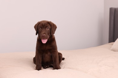 Cute chocolate Labrador Retriever on soft bed in room, space for text. Lovely pet