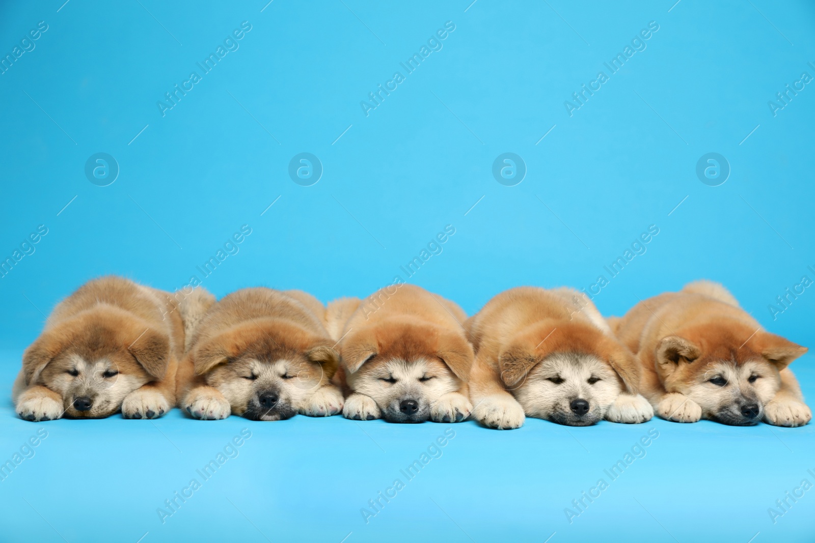 Photo of Cute Akita Inu puppies on light blue background., space for text Baby animals