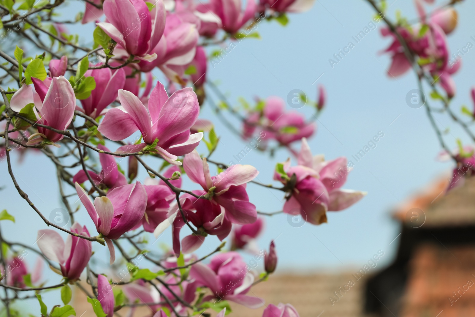 Photo of Beautiful magnolia tree with pink flowers on blurred background, closeup