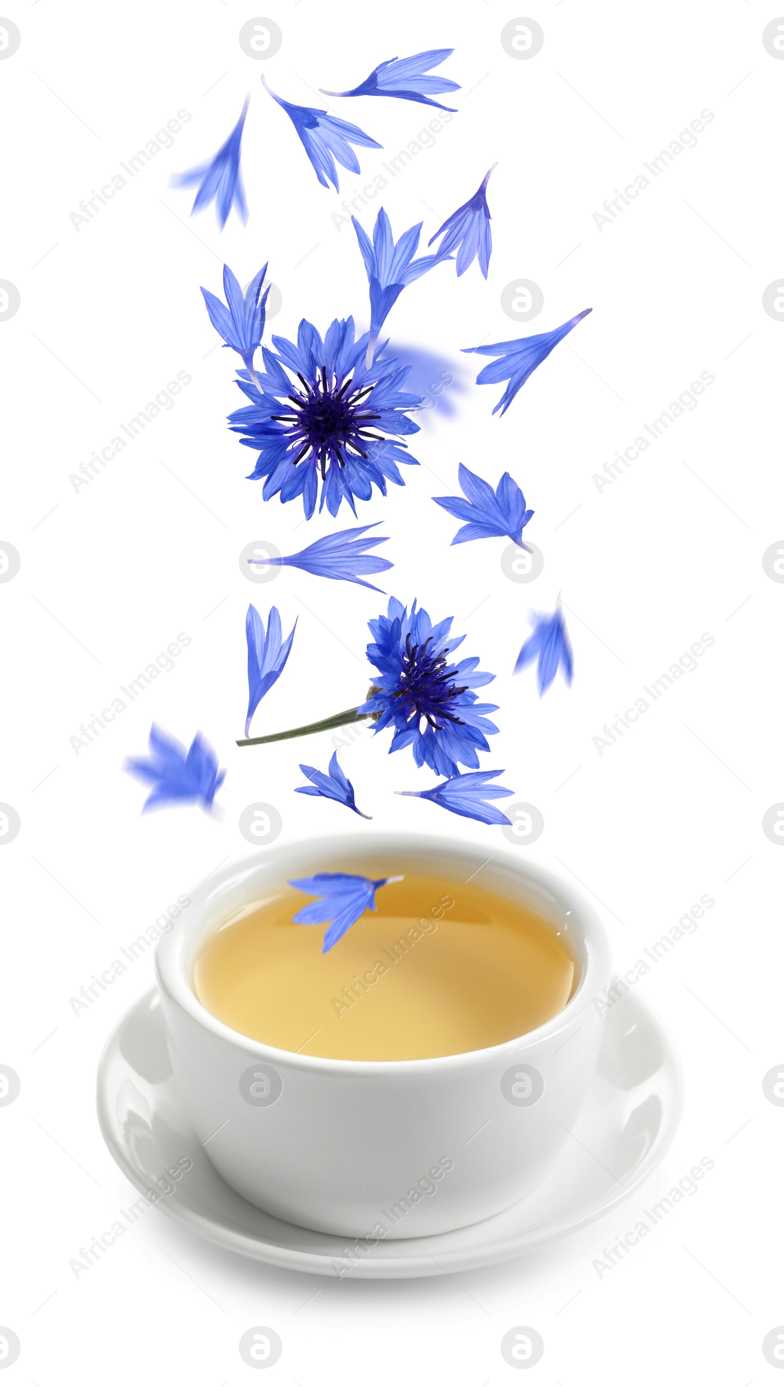 Image of Beautiful tender blue cornflower petals falling into cup of tea on white background