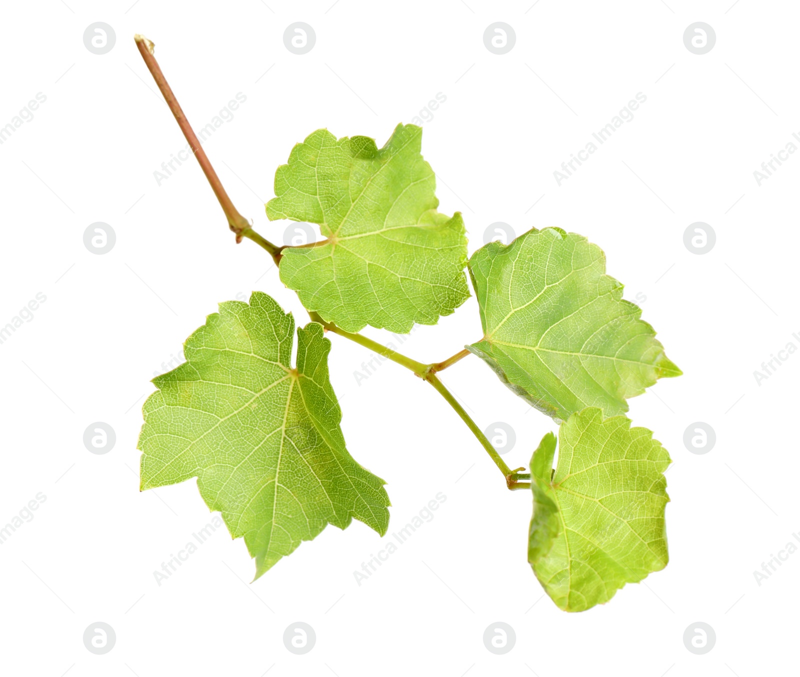 Photo of Fresh green grape leaves on white background