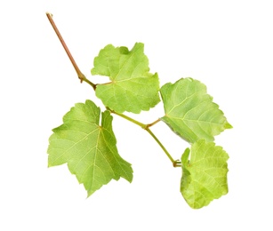 Photo of Fresh green grape leaves on white background