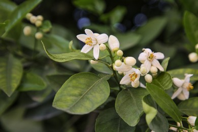Photo of Beautiful grapefruit flowers blooming on tree branch outdoors
