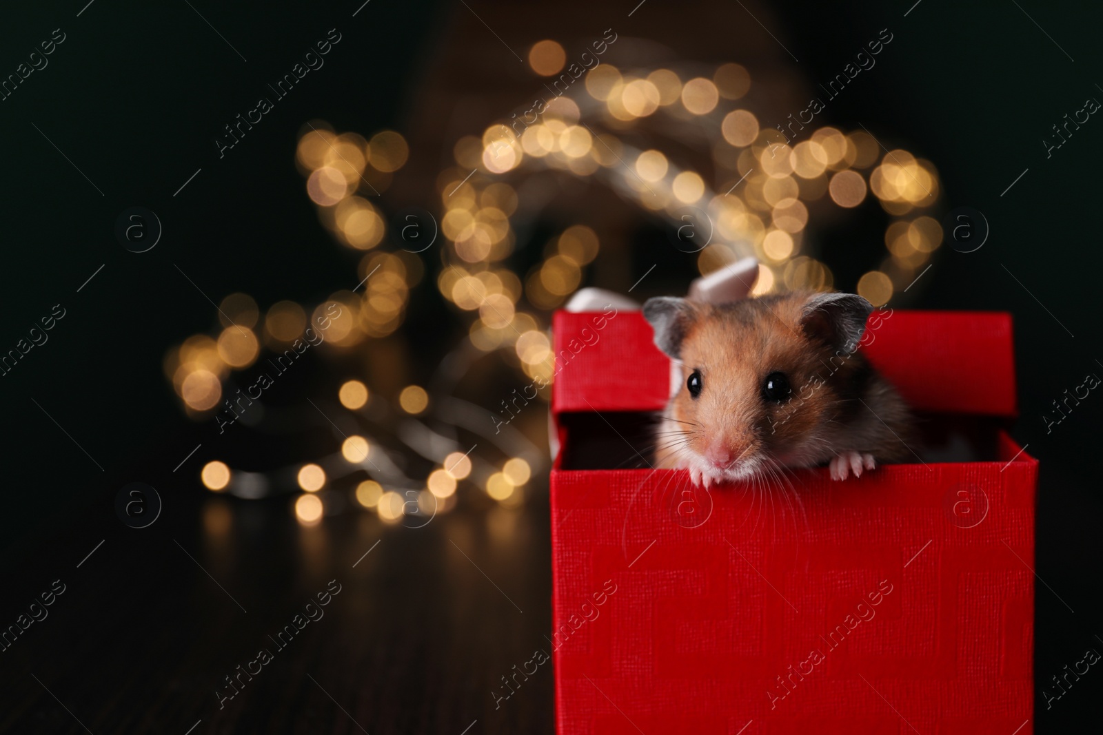 Photo of Cute little hamster looking out of gift box on wooden table, closeup. Space for text